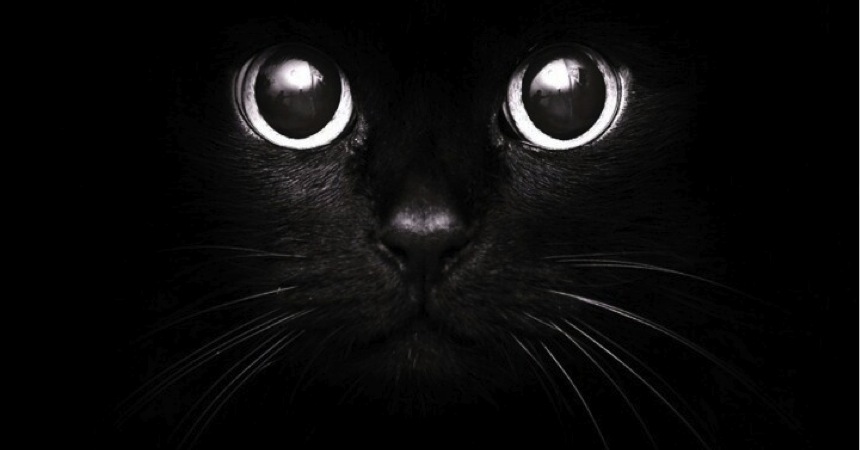 Black_Cat