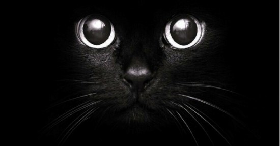 Black_Cat