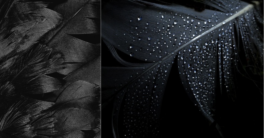 Black_Feathers