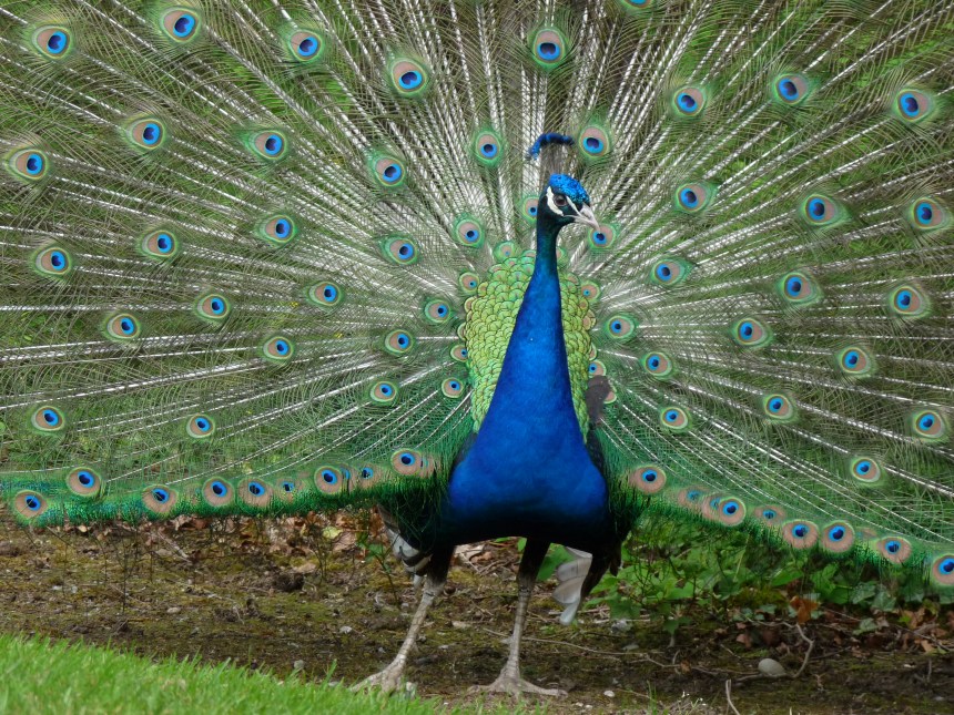 Peacock_CSM