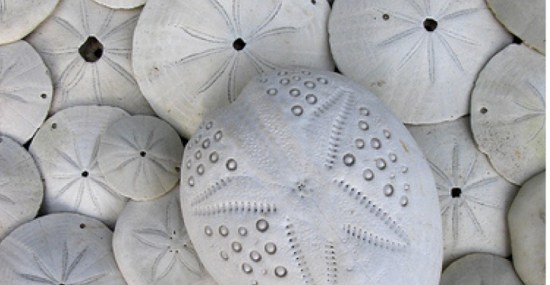 White_SandDollars